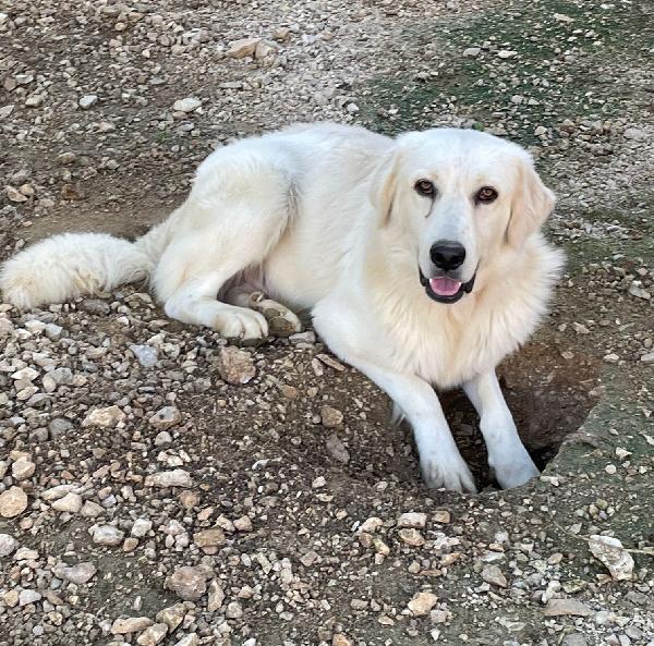 ADOTTA IL DOLCE LUCKY Foto 4